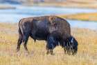 Bison along Fairy Creek in Yellowstone National Park. Art Print